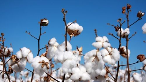 精心培育生機天然好棉,c a帶來環保時尚新主張